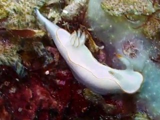 Nudibranches El Nido-Large