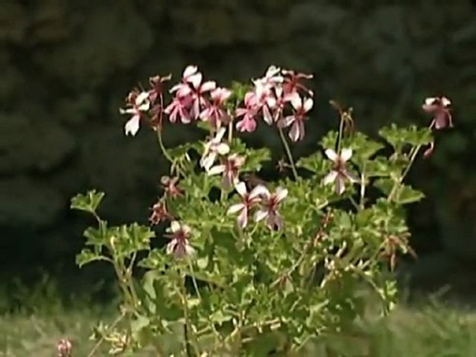 Château Garreau à Labastide d’Armagnac et Mauléon d’Armagnac (Landes et Gers)