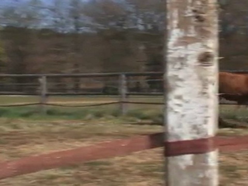 vend-poney-B