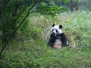 Chengdu-oso-panda-comiendo-v01-mpg