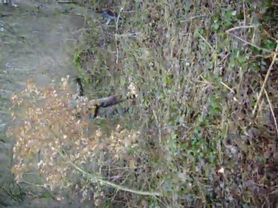 TAW Couvin - Chauff fait son nid...