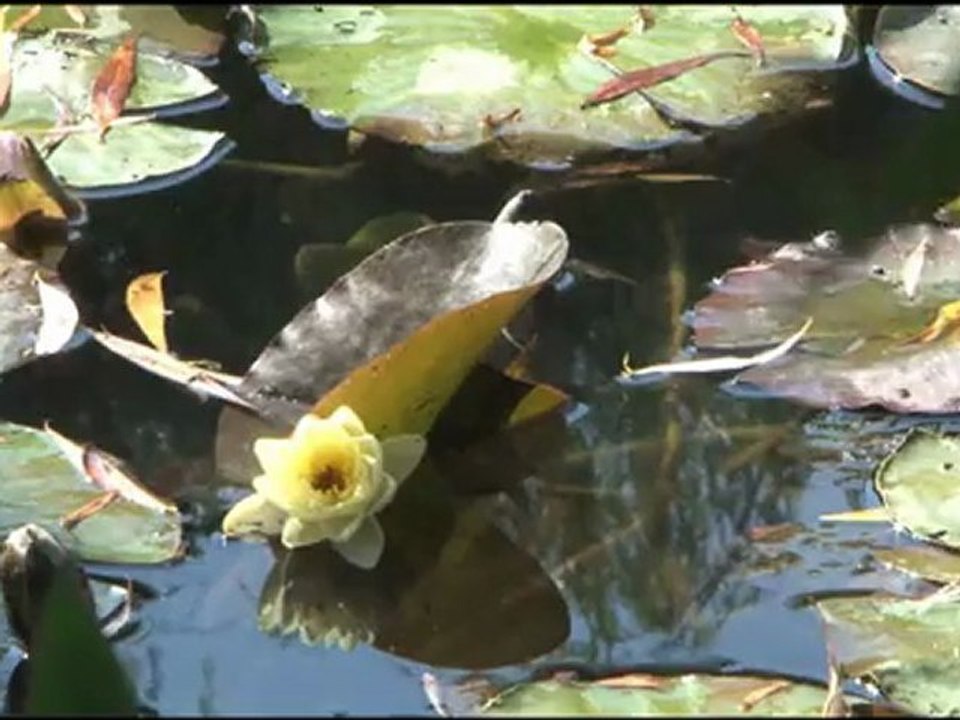 Vidéo des Jardins de la Fondation Claude Monet 2010