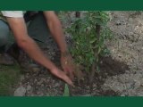 Vidéo conseil en jardinage comment planter des tomates? version iPhone/ iPad