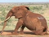 Kenyan Elephants Wear Anti-Poaching Collars