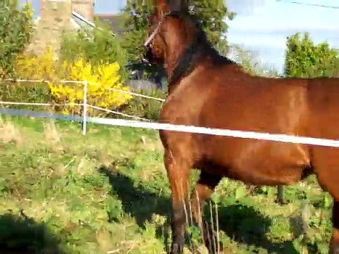 chevaux 17 mars 2011 01