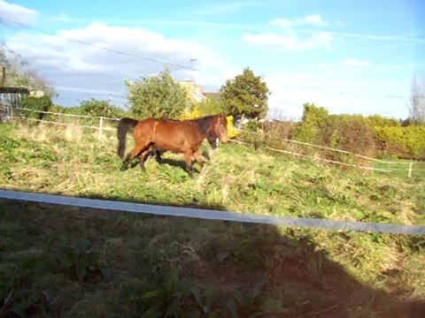 chevaux 17 mars 2011 02