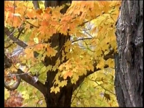 Allahin isimleri Veli