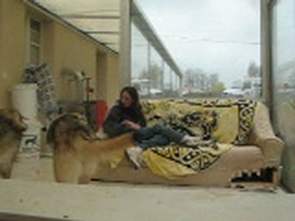 calin tala