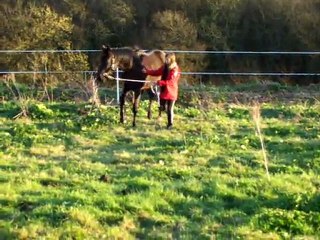 chevaux Audrey longe Thales 17 mars 2011 08