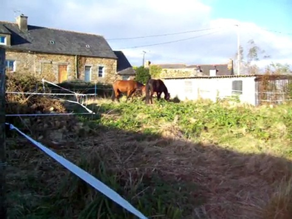 chevaux 17 mars 2011 04