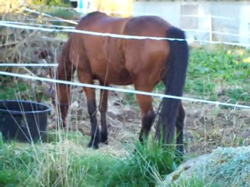 chevaux Audrey longe Thales 17 mars 2011 09