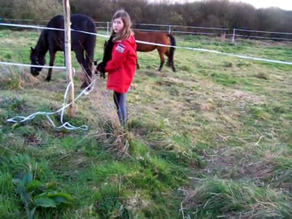 chevaux 17 mars 2011 10