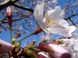 AVCHD rendered as MP4 file