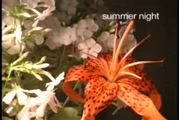 Summer Night
