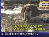 Ultimate Loyalty- Japanese Dog Refuses to Leave Injured Friend Behind