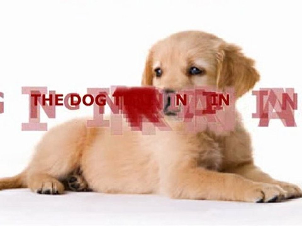 Top Dog Training Tips