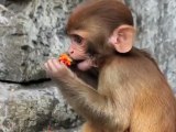 Monkey Temple of Nepal - Great Attractions (Nepal)