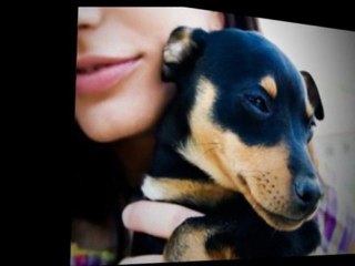 Wollongong Pet Animal Care - Pet Care Business