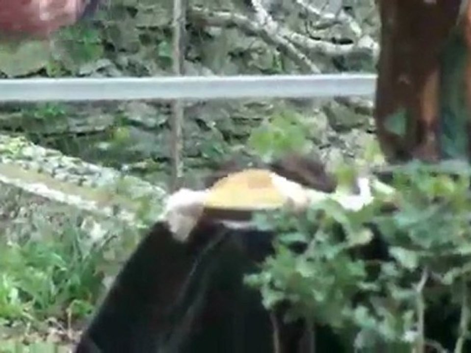 video trassanel