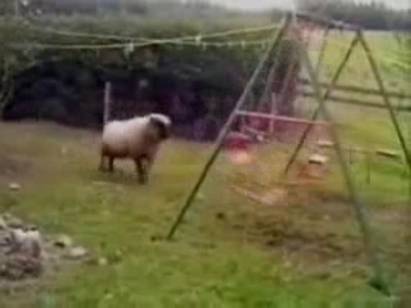 ⁣Crazy Sheep