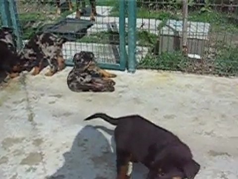 CHIOTS BERGER DE BEAUCE BEAUCERON BAS-ROUGE OU ARLEQUIN