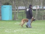 Maubeuge : concours de chiens d'utilité et de défense