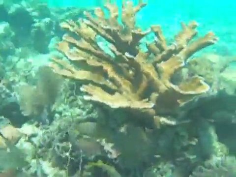 Belize Caye Caulker plongée sur Hol Chan Marine