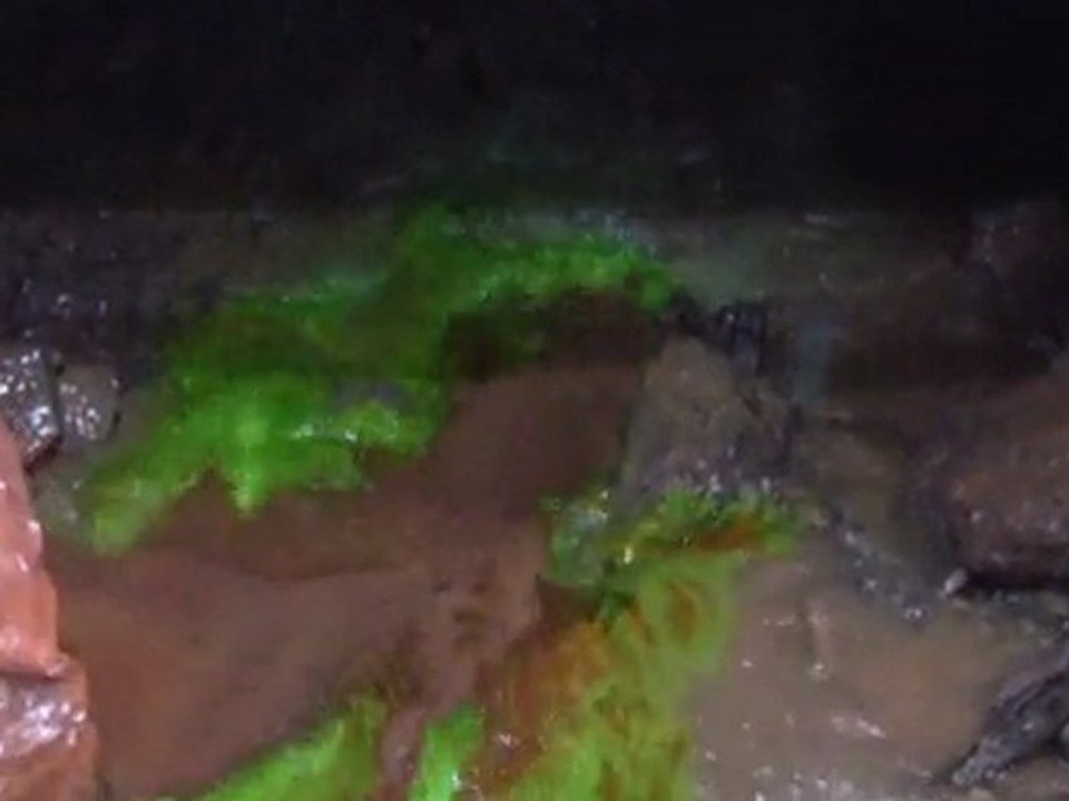 exploration et coloration sous l'implantation du future site de la carriere.avi