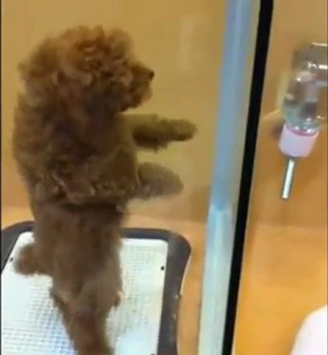 Un bébé chien trop chou danse la salsa [Cute Dog]