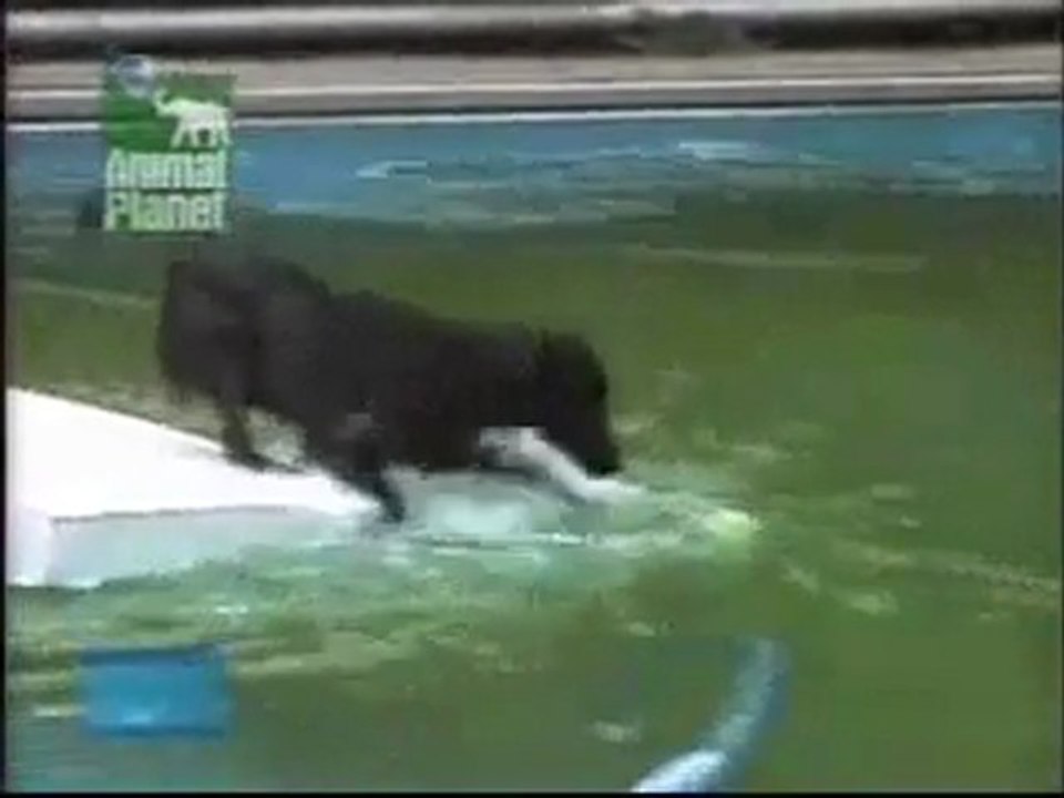 Smartest dog