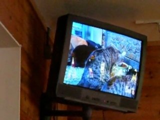 No Kill Cat Rescue Englewood Florida Puffy Paws cat rescue in Florida
