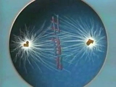 Meiosis