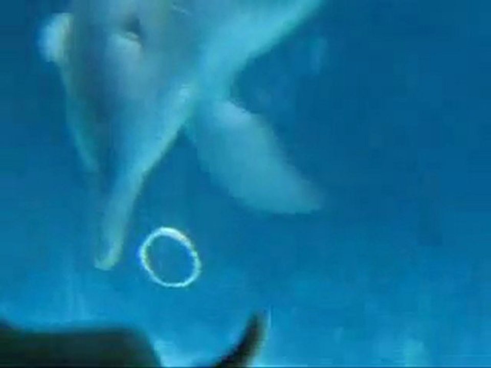 Dolphin Play Bubble Rings