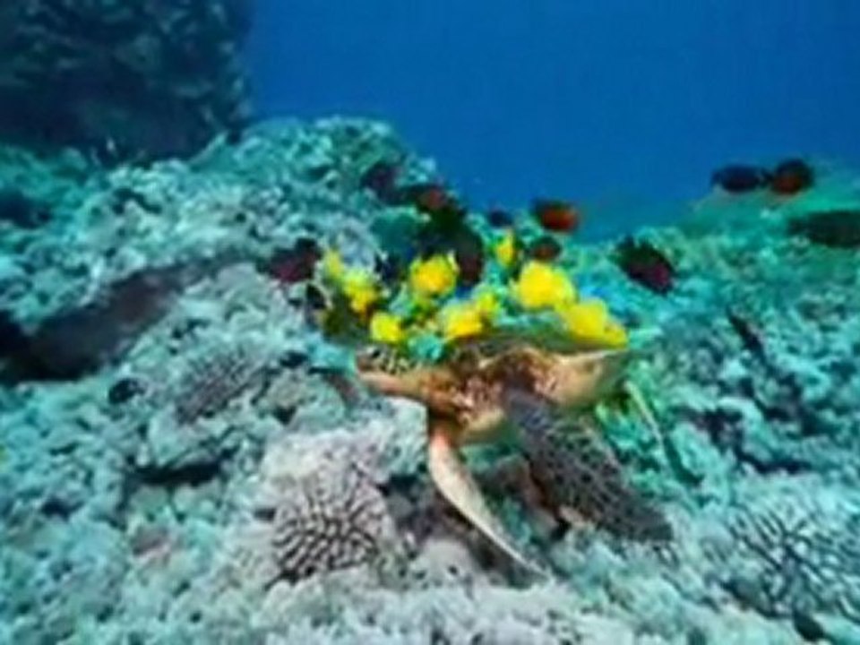 Deep Sea Turtles