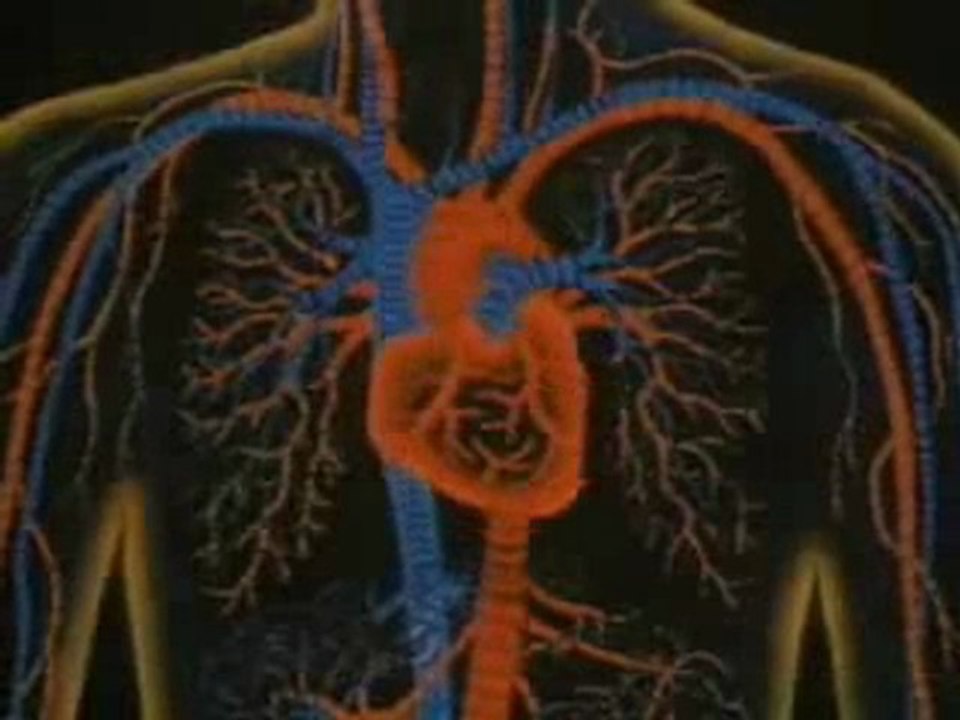 The Endocrine System: How it Works