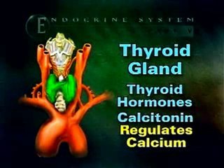 Anatomy: Endocrine System
