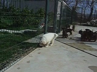 CHIOTS MONTAGNE DES PYRENEES DISPONIBLES DE BEROYE x CONDOR