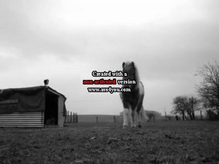 Le cheval est pour l'homme comme les ails pour l'oiseau ♥.