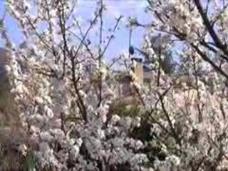 le quartier saint jean en fleurs mars 2011