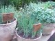 Aprenda a plantar e cultivar temperos em vasos
