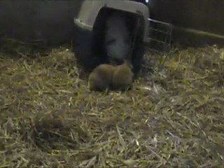 Portee Frane 4 semaines