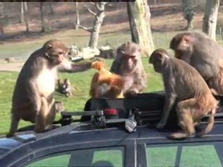 Monkeys ravage car at Longleat