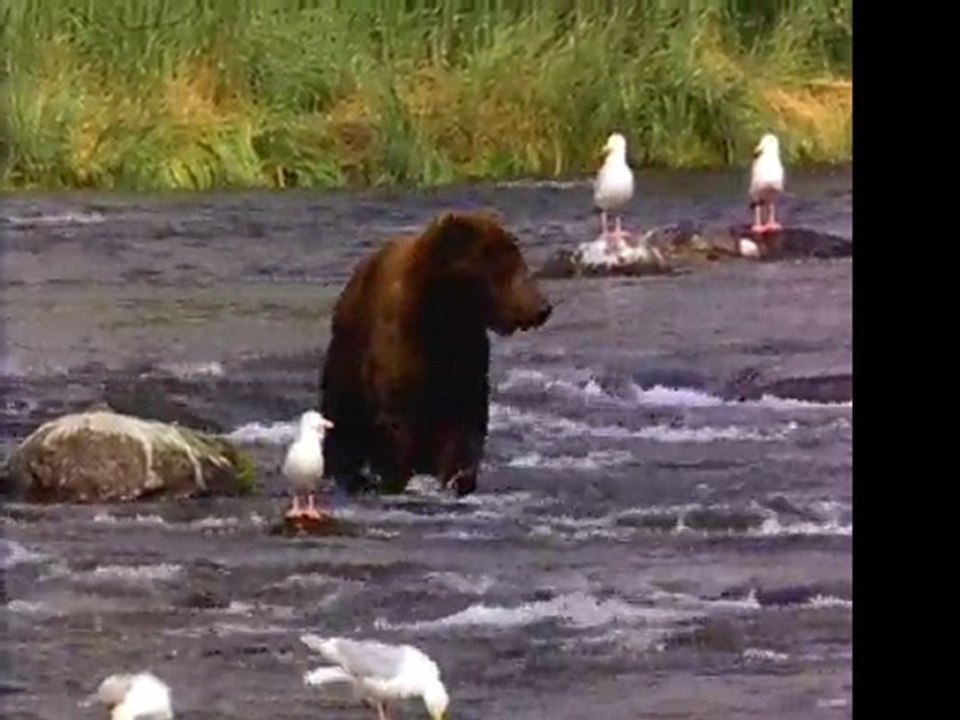 Teddy Bear Picnic :D