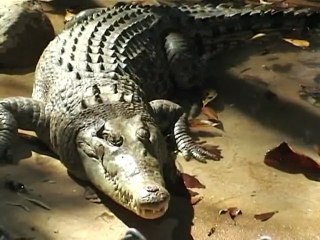 Repas du Crocodile, Billabong Sanctuary, Sud de Townsville, Queensland, Australie