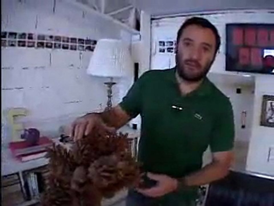 Objetos do afeto