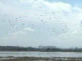 Reverse Migration of Birds Begins in Indian Kashmir