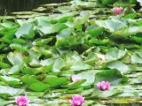Claude Monet's Garden – Great Attractions (Giverny, France)