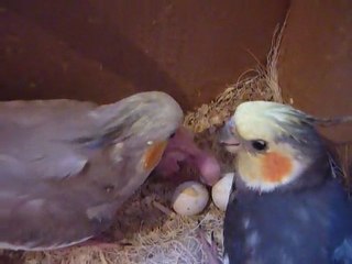 Calopsitte Bradcuik 4 Jours Video Dailymotion