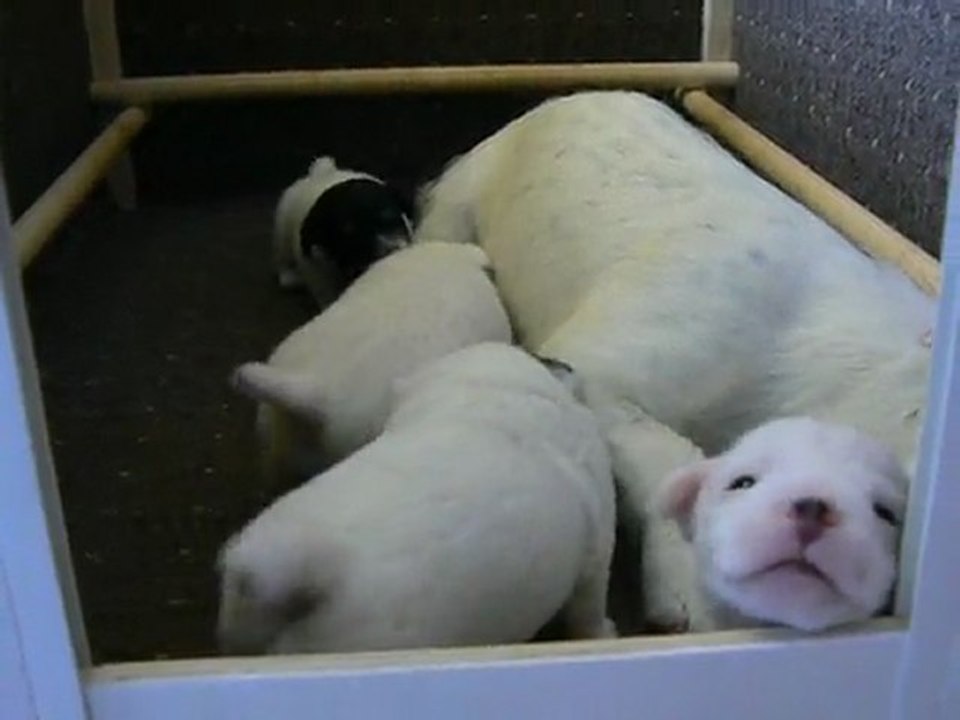 video bebes 015