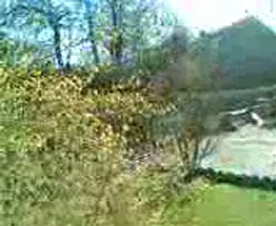 jack russell  jpl du var 2